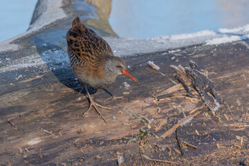 Water Rail (Rallus aquaticus) moves near water at edge of marsh during day