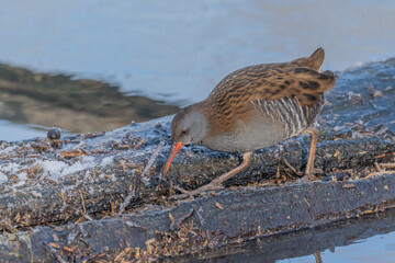 Water Rail (Rallus aquaticus) moves near water at edge of marsh during day