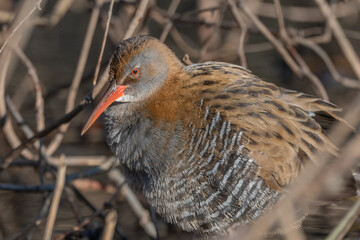 Water Rail (Rallus aquaticus) stands on branches in swamp during day