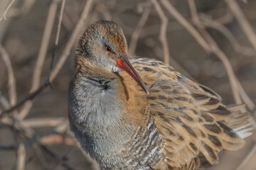 Water Rail (Rallus aquaticus) stands on branches in swamp during day
