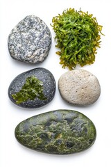 Close-up photograph of five different types of rocks showing their unique textures and patterns along with various shades of algae growth on them.