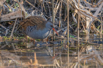 Water Rail (Rallus aquaticus) in water at edge of marsh in morning light
