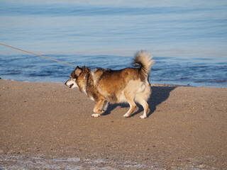 Pies na brzegu morza. © EwaAF