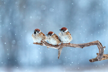 Three cute plump sparrows sit in a winter snowy garden on a dry tree branch