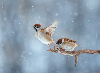 Two cute plump sparrows sit in a winter snowy garden on a branch of a dry tree and flap their wings