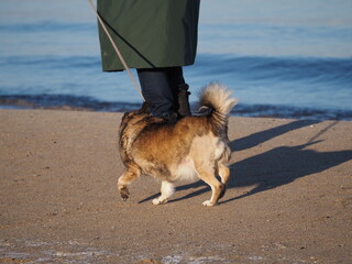 Pies na brzegu morza. © EwaAF