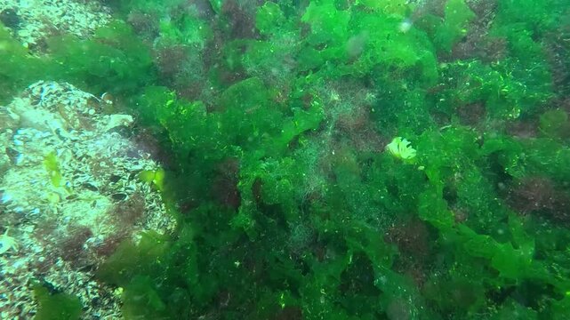 Underwater landscape of green and red algae on coastal rocks near the shore, Odessa Bay