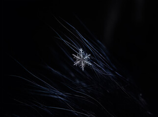 One shiny carved cold snowflake caught on blue fluffy fur in a winter garden