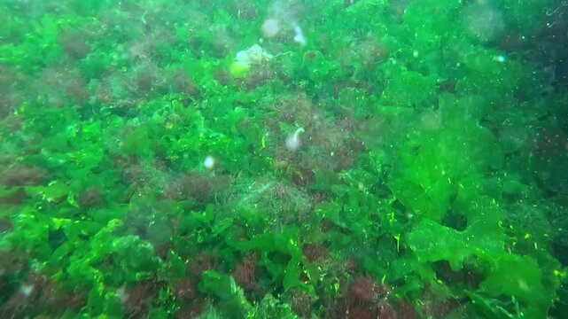 Underwater landscape of green and red algae on coastal rocks near the shore, Odessa Bay
