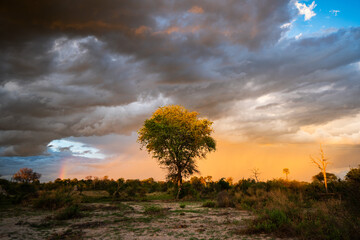 A Lonely Tree, Sunset and Stormy Skies over the Okavango Delta, Bostwana