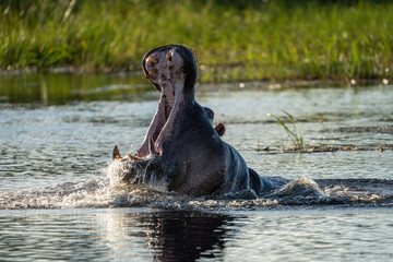 Yawning Hippopotamus 