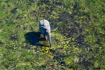 Elephant in the Okavango Delta, Botswana