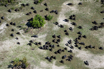 Herd of Buffalo from the Air 