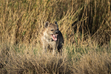 Hyena showing it's teeth