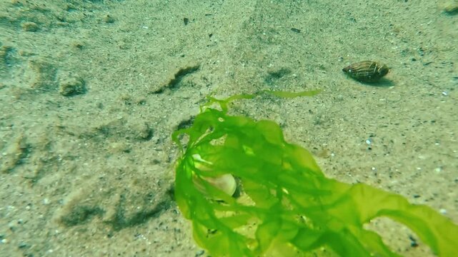 Green algae (Enteromorpha) grew on the bivalve (Donax) and pulled it out of the sand in the Black Sea.