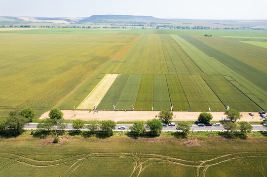 Aerial view of a patchwork of agricultural fields with varying shades of green and yellow, bordered by a road lined with trees, Silistra, Bulgaria.
