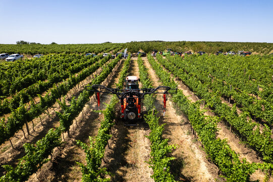 Aerial view of a tractor spraying pesticide over the vibrant green vineyards under a clear sky, Silistra, Bulgaria.