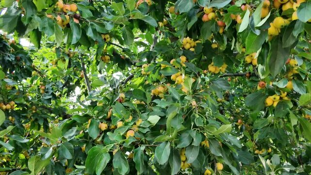 Close-up of paradise apples on tree branch symbolize growth, freshness, and healthy eating