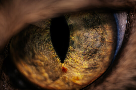 Close-up of a captivating feline eye showcasing intricate textures and vibrant colors, highlighting the beauty of nature and the mystery of animal vision in a stunning macro perspective