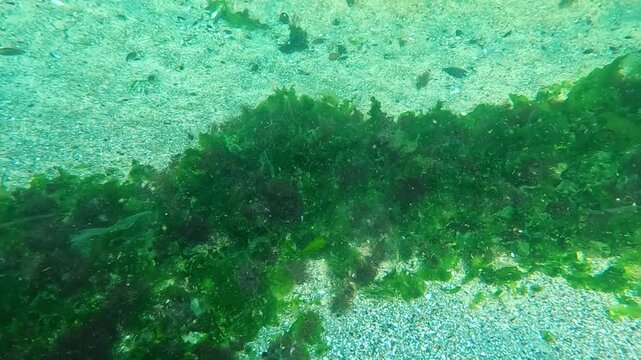 Underwater landscape of green and red algae on coastal rocks near the shore, Odessa Bay