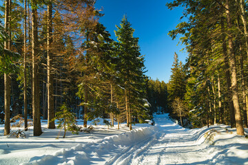 Winter Forest Trail in the Karkonosze Mountains, Poland