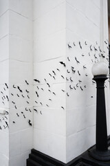 Scary and creepy Halloween background, exterior of white building decorated with a cauldron of plastic bats flying across the scene
