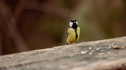 A colorful great tit perches on a weathered wooden railing, surrounded by scattered seeds, with soft green forest bokeh in the background, capturing a calm moment of wildlife in nature. © Anze