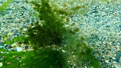 Green algae Enteromorpha or Ulva, overgrown with epiphytic algae in the water current of the Black Sea