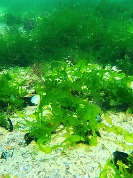 Stones overgrown with green algae Enteromorpha or Ulva swaying in the water current of the Black Sea.
