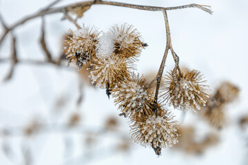 Frost Covered Burdock Seed Heads.Close up of dry burdock seed heads covered with frost and snow on winter branch. Natural botanical detail, cold season nature background with selective focus.
