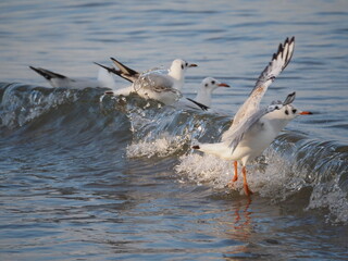 Mewy na brzegu Bałtyku © EwaAF