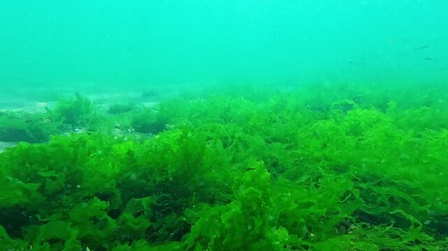 Underwater world, small fish (Atherina pontica) over green algae (Enteromorpha intestinalis) catching food from zooplankton in clear water, Black Sea.