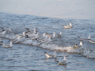 Mewy na brzegu Bałtyku © EwaAF