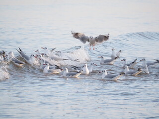 Mewy na brzegu Bałtyku © EwaAF
