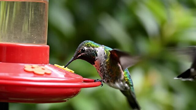 Hummingbird Perching Near Feeder to Drink Nectar in Nature