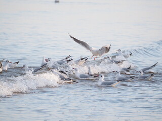 Mewy na brzegu Bałtyku © EwaAF