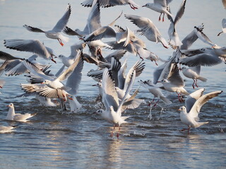 Mewy na brzegu Bałtyku © EwaAF