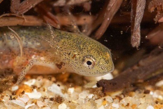 Closeup on the gilled larvae of the European alpine newt, Ichthyosaura alpestris inexpectatus