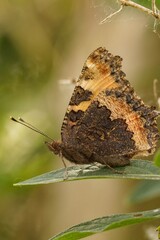 Obraz premium Vertical closeup on a tortoiseshell butterfly, Aglais urticae, sitting with closed wings in the vegetation