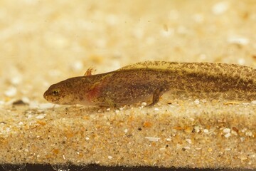 Closeup on a gilled aquatic larvae Taiwanese Cheju salamander, Hynobius quelpaertensis