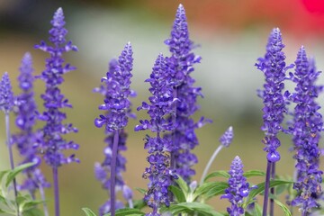 Obraz premium Close up of mealycup sage (salvia farinaceae) flowers in bloom