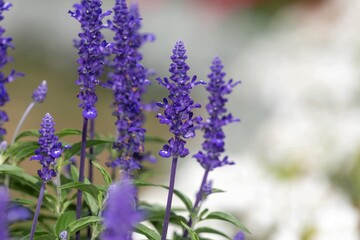 Obraz premium Close up of mealycup sage (salvia farinaceae) flowers in bloom