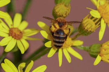 Closeup on a female of the rare black-headed mining bee, Andrena nigriceps on Common ragwort, Jacobaea vulgaris
