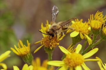 Closeup on a Pantaloon bee or hairy-legged mining bee, Dasypoda hirtipes, family Melittidae on yellow common ragwort flowers, Jacobaea vulgaris