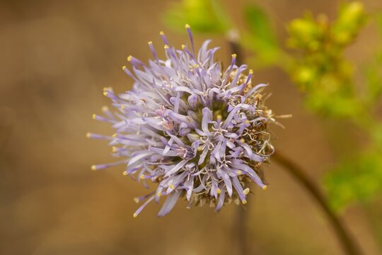 Closeup on a soft blue flower of the Sheep's bit scabious, Jasione montana