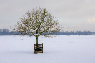 Winter countryside landscape, Typical Dutch polder with bare tree on the field covered with white fluffy snow, Typical Dutch polder land under blue sky, Abcoude in the province of Utrecht, Netherlands