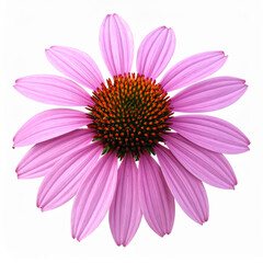 Obraz premium Echinacea purpurea, also known as purple coneflower, isolated on white background. Medicinal herb widely used in herbal supplements. For botanical design, healthcare, educational use.