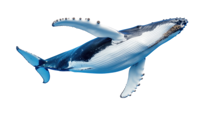 Humpback Whale Swimming Gracefully Through Clear Ocean Waters with Transparent Background