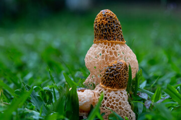 Phallus indusiatus, commonly called the basket stinkhorn, bamboo mushrooms, bamboo pith, long net stinkhorn, crinoline stinkhorn, bridal veil, or veiled lady, is a fungus in the family Phallaceae. © Saminda