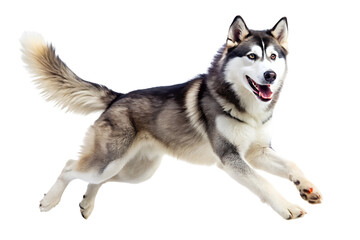 Fototapeta premium Husky dog running with mouth open and tongue out isolated on a transparent background sprinting gray